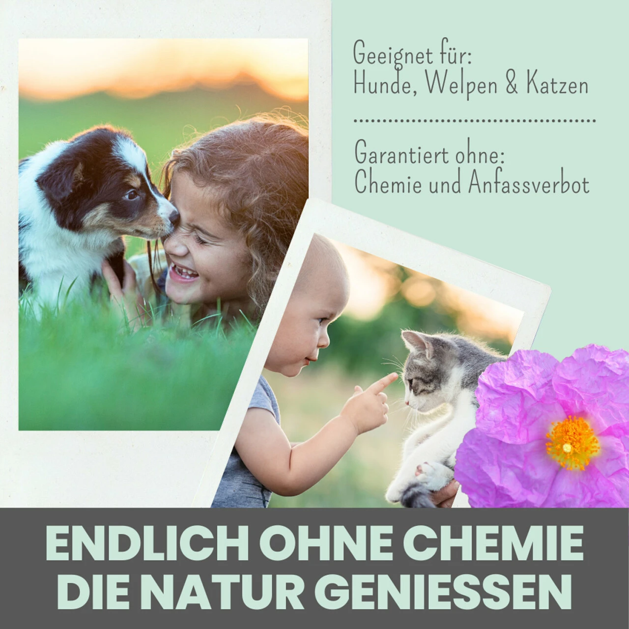 Noms+ Zistrosen Tabs Für Hunde & Katzen 7 Noms+ Zistrosen Tabs Für Hunde & Katzen – Bild 5