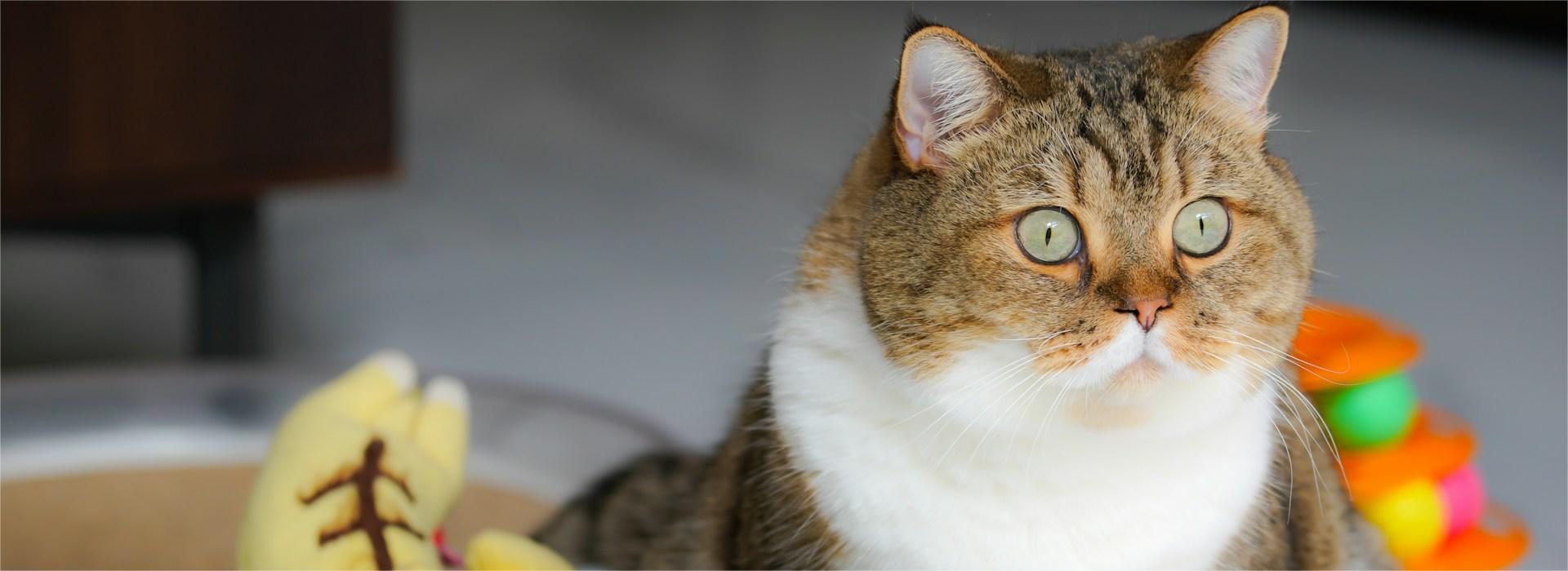 Vetena Geschäft -Vetena Geschäft ricardo l n6ERlhyY4fs unsplash